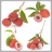 Lychee Fruit Onet Game icon