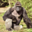 Grind Harambe icon