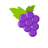 Catcher Grapes icon