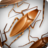 Roaches Rush icon