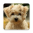 99 Puppies - Puzzle icon