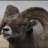 3D Bighorn Sheep Slots - Free icon