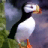 3D Puffin Slots - Free icon