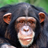 Chimp Memory Test Lite icon