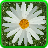 daisyoflove icon