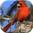 Birds Fun Match icon