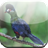 Birds Game icon