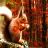 squirrel maple icon