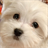 Baby Dogs Puzzle icon