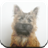 Cairn Terrier Game icon