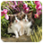 CatPuzzle icon