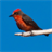 Exotic Bird Breeds Game icon