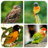 Bird Memory Game icon