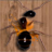 insect smasher icon