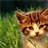 Lovely Cats Puzzle icon