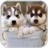 Siberian Husky Puzzle icon