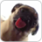 Dog Licking Live Wallpaper Free icon
