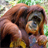 Crazy Monkey Game icon