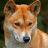 Dingo Slots - Free icon