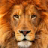 Lion-Hunting Race APK Download