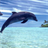 Oceanic dolphin Puzzle icon