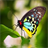 Butterfly Scratch Ca icon