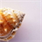 Conch Shell Puzzle icon