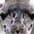 Giraffe Puzzle icon