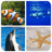 Fish Memory Game version 2.0