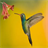 Hummingbird Scratch  icon