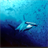 Shark Hunter Game icon