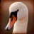 Swan Pairs icon