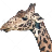 Tap The Giraffe icon