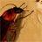 Cucaracha APK Download