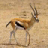 Gazelle Slots - Free icon
