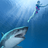 Great White Shark Attack icon