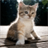 Guess Cats Pictures icon
