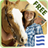 WesternHorse icon