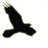 Crows icon