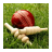Cricket Knowledge icon