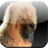 Chow Chow Game icon