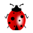 Good luck ladybird icon