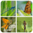 Insect Memory Game icon