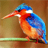 Bird Jigsaw icon