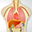 human anatomy APK Download