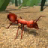 Fire Ant icon
