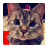 Cats Sounds icon