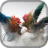 Rooster Fight icon