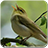 Masteran Burung Lengkap APK Download