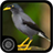 Burung Jalak APK Download